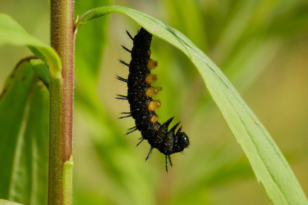 Maden in huis en hoe je ze kunt verwijderen