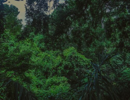 Ontdek de natuur en cultuur met een vakantie in het Zwarte Woud